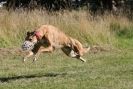 Image 54 in LURCHERS. SANDRINGHAM  2012  SUNDAY.