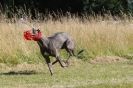 Image 55 in LURCHERS. SANDRINGHAM  2012  SUNDAY.