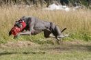 Image 56 in LURCHERS. SANDRINGHAM 2012 SUNDAY.