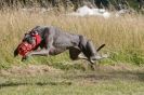 Image 56 in LURCHERS. SANDRINGHAM  2012  SUNDAY.