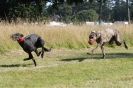 Image 58 in LURCHERS. SANDRINGHAM 2012 SUNDAY.