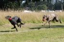 Image 58 in LURCHERS. SANDRINGHAM  2012  SUNDAY.