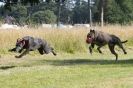 Image 59 in LURCHERS. SANDRINGHAM 2012 SUNDAY.