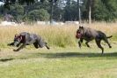 Image 59 in LURCHERS. SANDRINGHAM  2012  SUNDAY.