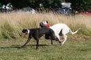 Image 6 in LURCHERS. SANDRINGHAM  2012  SUNDAY.