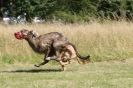 Image 60 in LURCHERS. SANDRINGHAM  2012  SUNDAY.