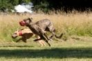 Image 61 in LURCHERS. SANDRINGHAM 2012 SUNDAY.