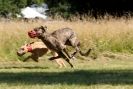 Image 61 in LURCHERS. SANDRINGHAM  2012  SUNDAY.