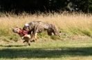 Image 62 in LURCHERS. SANDRINGHAM  2012  SUNDAY.