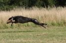 Image 63 in LURCHERS. SANDRINGHAM  2012  SUNDAY.