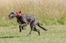 Image 64 in LURCHERS. SANDRINGHAM  2012  SUNDAY.