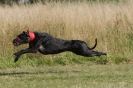 Image 65 in LURCHERS. SANDRINGHAM  2012  SUNDAY.