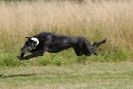 Image 66 in LURCHERS. SANDRINGHAM  2012  SUNDAY.