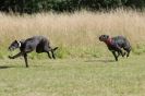 Image 67 in LURCHERS. SANDRINGHAM 2012 SUNDAY.