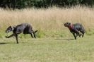 Image 67 in LURCHERS. SANDRINGHAM  2012  SUNDAY.