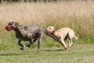 Image 68 in LURCHERS. SANDRINGHAM  2012  SUNDAY.