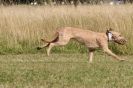 Image 69 in LURCHERS. SANDRINGHAM  2012  SUNDAY.