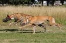 Image 7 in LURCHERS. SANDRINGHAM  2012  SUNDAY.