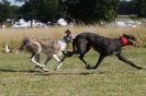 Image 70 in LURCHERS. SANDRINGHAM 2012 SUNDAY.
