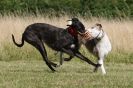 Image 71 in LURCHERS. SANDRINGHAM 2012 SUNDAY.