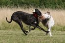 Image 71 in LURCHERS. SANDRINGHAM  2012  SUNDAY.