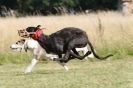 Image 72 in LURCHERS. SANDRINGHAM  2012  SUNDAY.