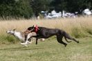 Image 73 in LURCHERS. SANDRINGHAM  2012  SUNDAY.