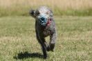 Image 74 in LURCHERS. SANDRINGHAM 2012 SUNDAY.