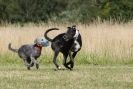 Image 75 in LURCHERS. SANDRINGHAM 2012 SUNDAY.