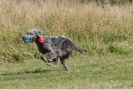 Image 76 in LURCHERS. SANDRINGHAM 2012 SUNDAY.