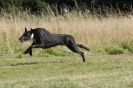 Image 77 in LURCHERS. SANDRINGHAM 2012 SUNDAY.