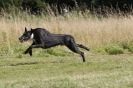 Image 77 in LURCHERS. SANDRINGHAM  2012  SUNDAY.