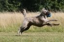 Image 78 in LURCHERS. SANDRINGHAM 2012 SUNDAY.