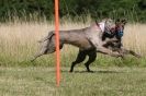 Image 79 in LURCHERS. SANDRINGHAM 2012 SUNDAY.