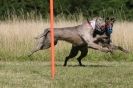 Image 79 in LURCHERS. SANDRINGHAM  2012  SUNDAY.