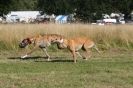 Image 8 in LURCHERS. SANDRINGHAM  2012  SUNDAY.