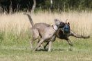 Image 80 in LURCHERS. SANDRINGHAM  2012  SUNDAY.