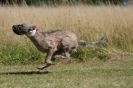 Image 81 in LURCHERS. SANDRINGHAM  2012  SUNDAY.