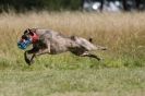 Image 82 in LURCHERS. SANDRINGHAM  2012  SUNDAY.