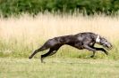 Image 83 in LURCHERS. SANDRINGHAM  2012  SUNDAY.