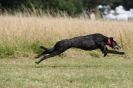 Image 84 in LURCHERS. SANDRINGHAM  2012  SUNDAY.