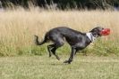 Image 85 in LURCHERS. SANDRINGHAM  2012  SUNDAY.