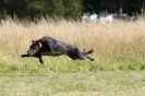 Image 86 in LURCHERS. SANDRINGHAM  2012  SUNDAY.