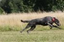 Image 87 in LURCHERS. SANDRINGHAM  2012  SUNDAY.