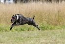 Image 88 in LURCHERS. SANDRINGHAM 2012 SUNDAY.