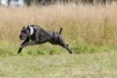 Image 88 in LURCHERS. SANDRINGHAM  2012  SUNDAY.