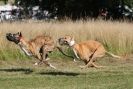 Image 9 in LURCHERS. SANDRINGHAM  2012  SUNDAY.