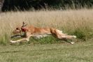 Image 90 in LURCHERS. SANDRINGHAM  2012  SUNDAY.