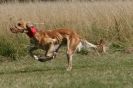 Image 91 in LURCHERS. SANDRINGHAM  2012  SUNDAY.