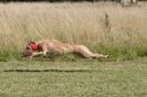 Image 92 in LURCHERS. SANDRINGHAM  2012  SUNDAY.